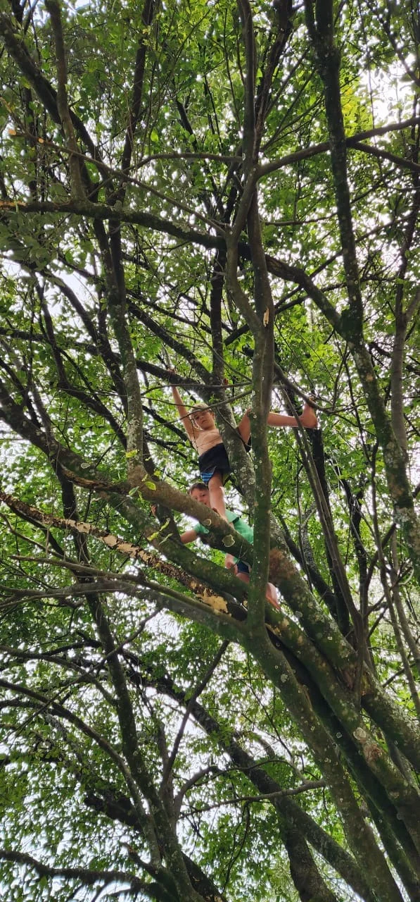Two children confidently climbing high into the branches of a large leafy tree